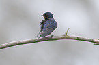 barn swallow