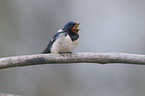 barn swallow