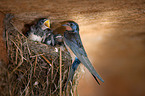 barn swallows