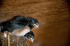 barn swallows