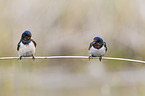 barn swallows