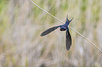 barn swallow