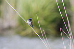 barn swallow