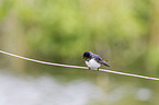 barn swallow