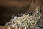 barn chimney