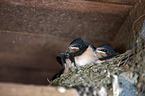 barn chimney