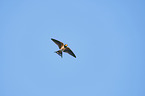 flying Barn Swallow