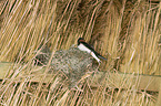 Barn Swallows