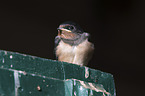 sitting Barn Swallow