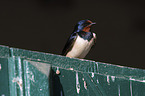 sitting Barn Swallow