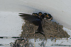 Barn Swallows