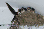 Barn Swallows