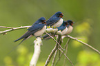 sitting Barn Swallows