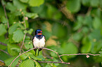 Barn swallow sitting on branch