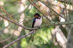 Barn swallow sitting on branch