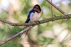 Barn swallow sitting on branch