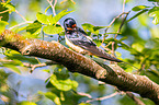 Barn swallow sitting on branch