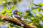 Barn swallow sitting on branch