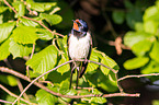 Barn swallow sitting on branch