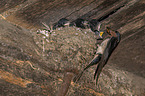 Barn swallow feeds nestlings