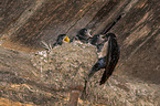 Barn swallow feeds nestlings
