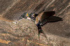 Barn swallow feeds nestlings