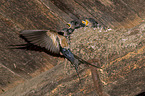 Barn swallow feeds nestlings