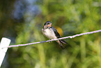 barn swallow