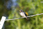 barn swallow