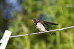 barn swallow