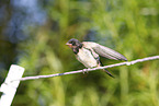 barn swallow