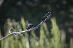 barn swallows