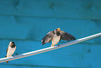 barn swallows