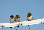 barn swallows