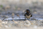 barn swallow,