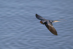 barn swallow