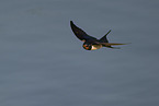 barn swallow