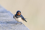 Barn Swallow