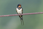 chimney swallow