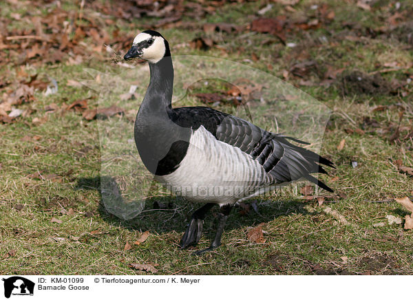 Weiwangengans / Barnacle Goose / KM-01099