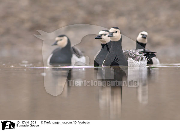 Weiwangengnse / Barnacle Goose / DV-01551