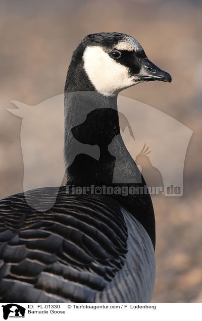 Weiwangengans / Barnacle Goose / FL-01330