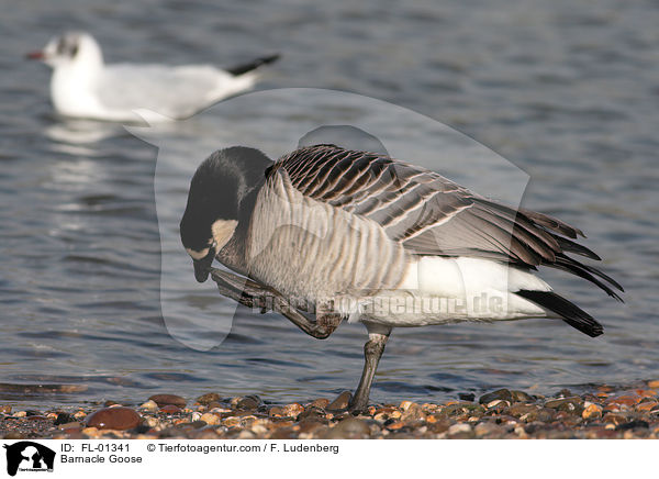 Weiwangengans / Barnacle Goose / FL-01341