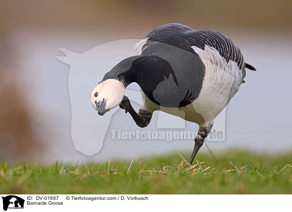 Weiwangengans / Barnacle Goose / DV-01697