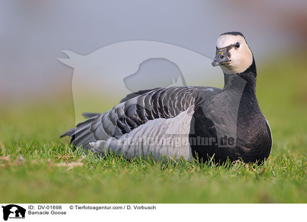 Weiwangengans / Barnacle Goose / DV-01698