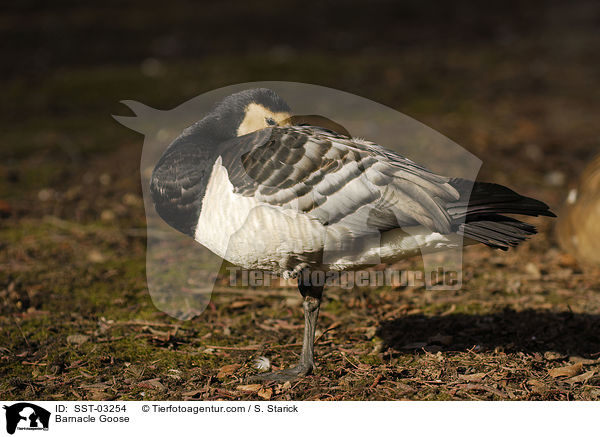 Barnacle Goose / SST-03254