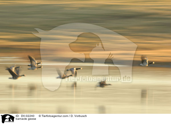 Nonnengnse / barnacle geese / DV-02240