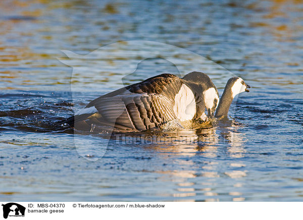 Nonnengnse / barnacle geese / MBS-04370