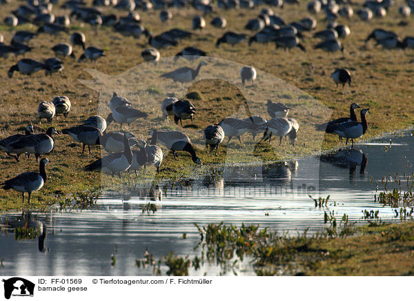 Nonnengnse / barnacle geese / FF-01569