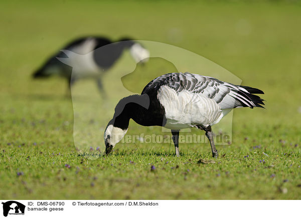 Nonnengnse / barnacle geese / DMS-06790